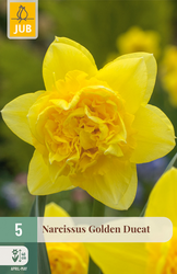 JUB X 5 Narcissus Golden Ducat