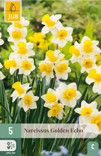 JUB X 5 Narcissus Golden Echo