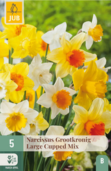 JUB X 5 Narcissus Grootkronig Mix