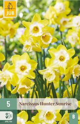 JUB X 5 Narcissus Hunter Sunrise