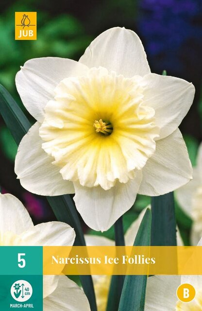 JUB X 5 Narcissus Ice Follies