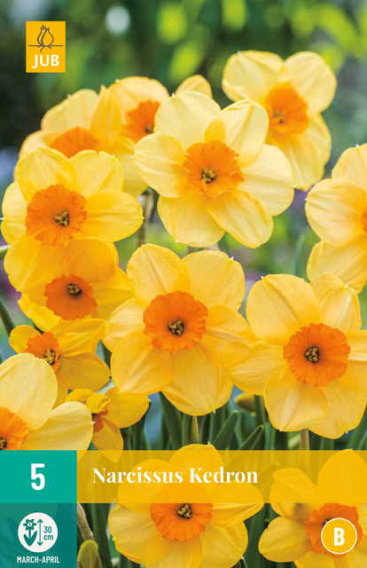 JUB X 5 Narcissus Kedron