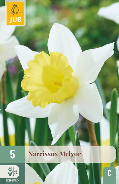 JUB X 5 Narcissus Melyor - afbeelding 1