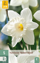 JUB X 5 Narcissus Mount Hood