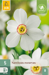 JUB X 5 Narcissus recurvus