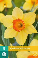 JUB X 5 Narcissus Red Devon
