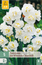 JUB X 5 Narcissus Sir Winston Churchill