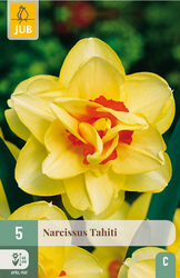 JUB X 5 Narcissus Tahiti