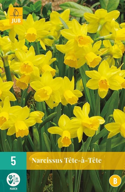 JUB X 5 Narcissus Tête-à-Tête
