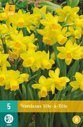 JUB X 5 Narcissus Tête-à-Tête