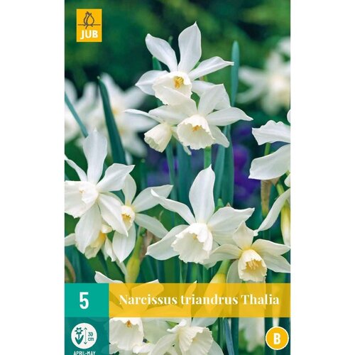 JUB X 5 Narcissus triandrus Thalia