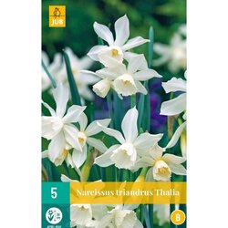 JUB X 5 Narcissus triandrus Thalia