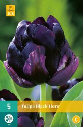 JUB X 5 Tulipa Black Hero