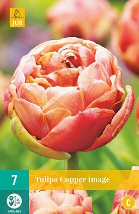 JUB X 5 Tulipa Copper Image