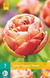 JUB X 5 Tulipa Copper Image