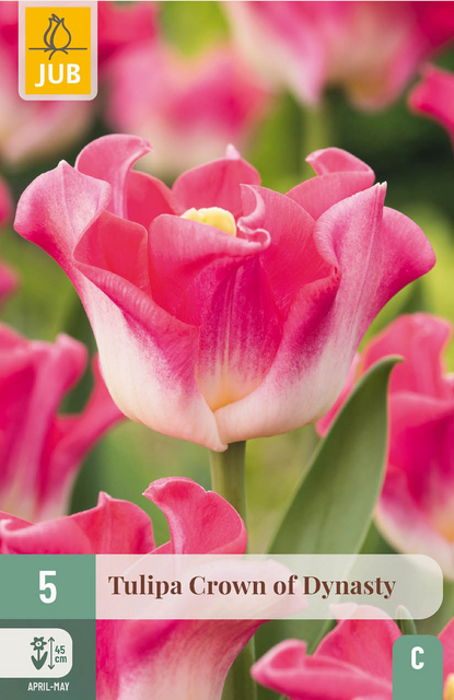 JUB X 5 Tulipa Crown of Dynasty