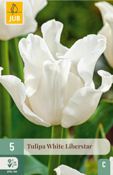 JUB X 5 Tulipa White Liberstar