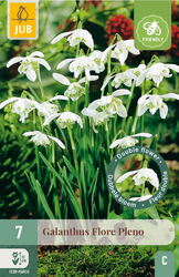 JUB X 7 Galanthus Flore Pleno