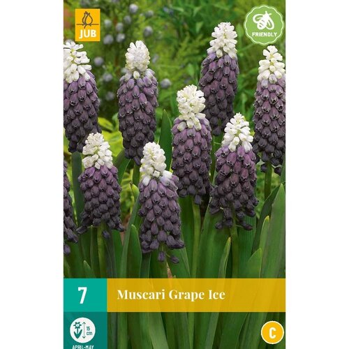 JUB X 7 Muscari Grape Ice