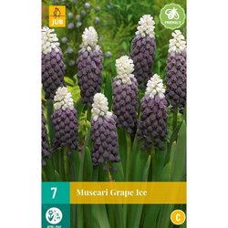 JUB X 7 Muscari Grape Ice