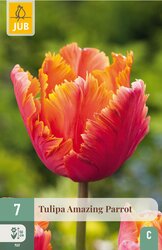 JUB X 7 Tulipa Amazing Parrot - afbeelding 2