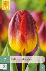 JUB X 7 Tulipa Amberglow