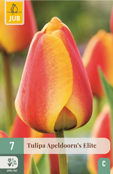 JUB X 7 Tulipa Apeldoorn's Elite