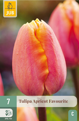 JUB X 7 Tulipa Apricot Favourite