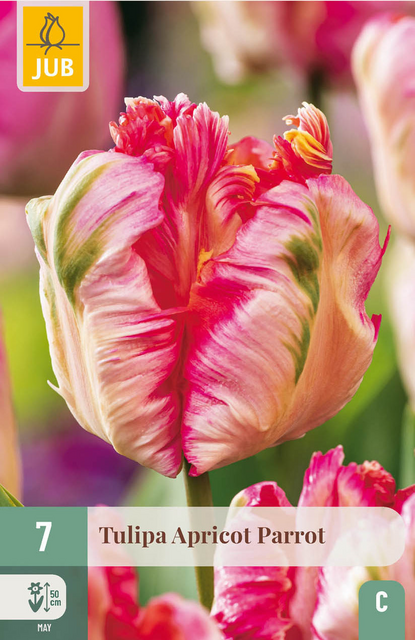 JUB X 7 Tulipa Apricot Parrot