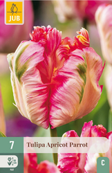 JUB X 7 Tulipa Apricot Parrot