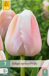 JUB X 7 Tulipa Apricot Pride
