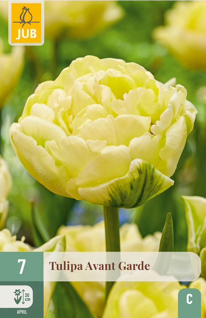 JUB X 7 Tulipa Avant Garde