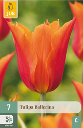 JUB X 7 Tulipa Ballerina