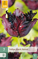 JUB X 7 Tulipa Black Parrot