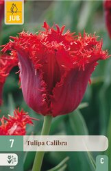 JUB X 7 Tulipa Calibra - afbeelding 2