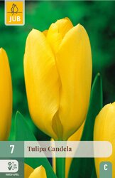 JUB X 7 Tulipa Candela