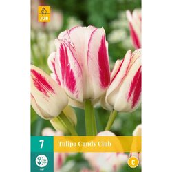 JUB X 7 Tulipa Candy Club