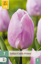 JUB X 7 Tulipa Candy Prince