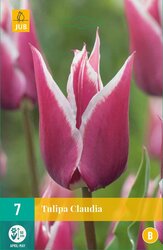 JUB X 7 Tulipa Claudia