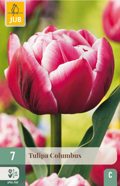 JUB X 7 Tulipa Columbus