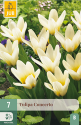 JUB X 7 Tulipa Concerto