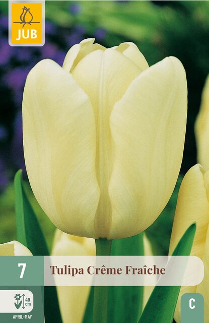 JUB X 7 Tulipa Creme Fraiche