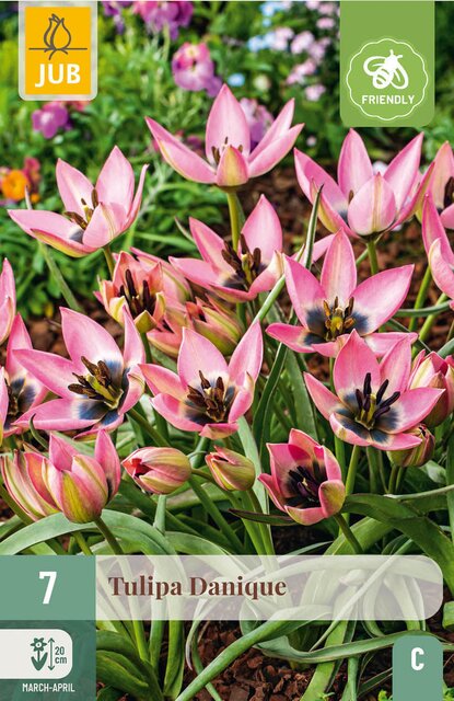 JUB X 7 Tulipa Danique - afbeelding 1