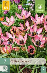 JUB X 7 Tulipa Danique - afbeelding 2