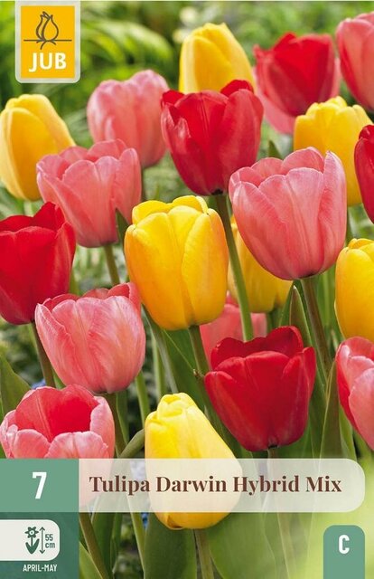 JUB X 7 Tulipa Darwin hybride Mix
