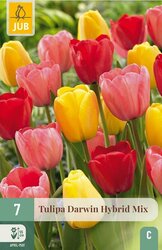 JUB X 7 Tulipa Darwin hybride Mix