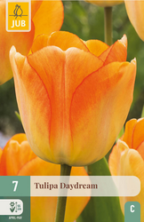JUB X 7 Tulipa Daydream