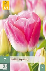 JUB X 7 Tulipa Dynasty