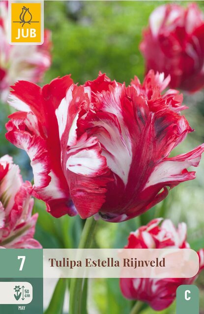 JUB X 7 Tulipa Estella Rijnveld