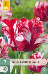 JUB X 7 Tulipa Estella Rijnveld
